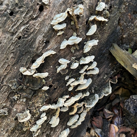 hello :) - Picture 2 of 15